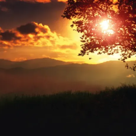 Forest Horizon