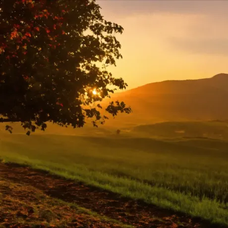 Sunset Meadow